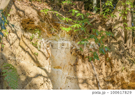 地上に現れた関東ローム層(大磯丘陵) 地上に現れた関東ローム層(大磯丘陵) 100617829