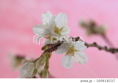 桜 桜 100618237