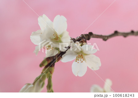 桜 100618243