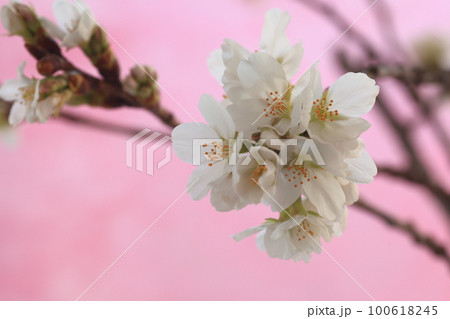 桜 100618245