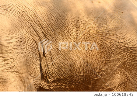 elephant skin as animal background elephant skin as animal background 100618545