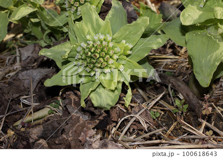 フキノトウ 春 フキノトウ 春 100618643