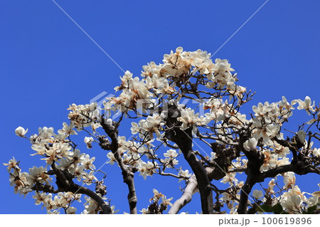 ハクモクレンの花 100619896