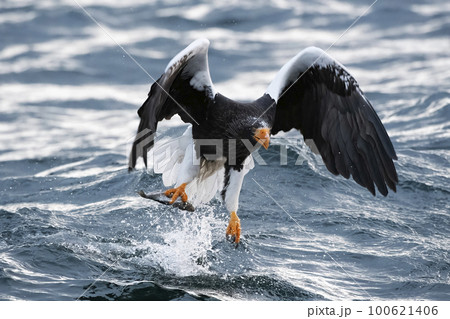 オオワシ 100621406