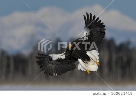 オオワシ 100621419