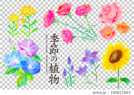 Seasonal plants watercolor set illustration 100621663