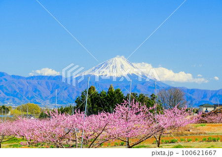 桃の花と富士山1 100621667