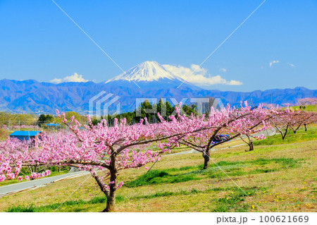 桃の花と富士山3 桃の花と富士山3 100621669