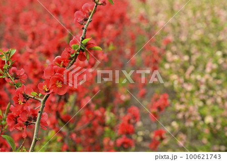 ボケの花畑 100621743