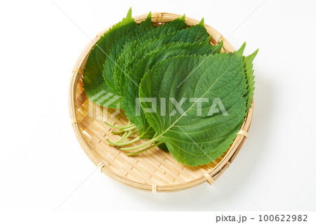 エゴマの葉 白バック エゴマの葉 白バック 100622982