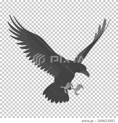 Crow  100623081