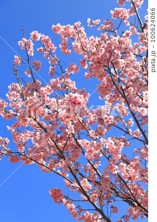 濃いピンク色の桜「陽光」 濃いピンク色の桜「陽光」 100624066