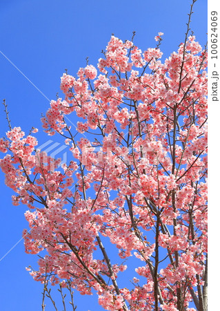 濃いピンク色の桜「陽光」 濃いピンク色の桜「陽光」 100624069