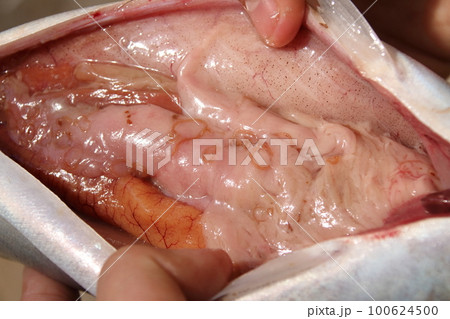 サバに寄生したアニサキス サバに寄生したアニサキス 100624500