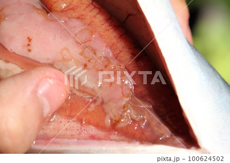 サバに寄生したアニサキス サバに寄生したアニサキス 100624502