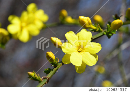 オウバイモドキ（黄梅擬） 100624557