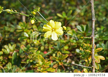 オウバイモドキ（黄梅擬） 100624558