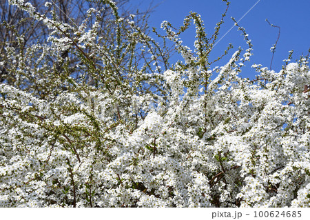 ユキヤナギ(雪柳) ユキヤナギ(雪柳) 100624685