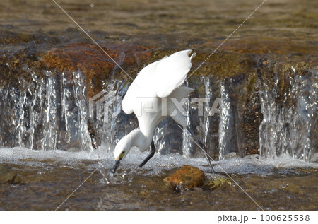 白鷺のエサ取り 100625538