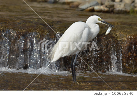魚をゲットした白鷺B 100625540