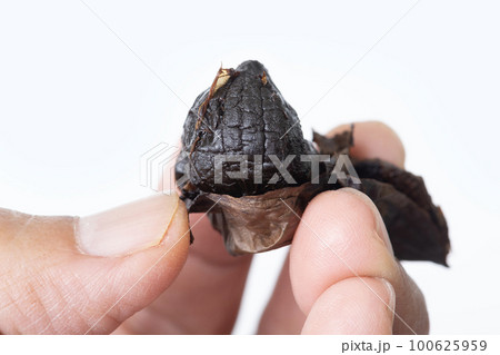 sed up picture of someone hand holding peel black garlic. sed up picture of someone hand holding peel black garlic. 100625959