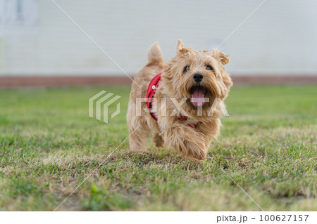 芝生を走るノーフォークテリア 芝生を走るノーフォークテリア 100627157