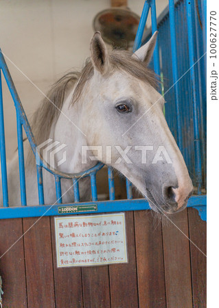 那須ファームビレッジの白馬 100627770