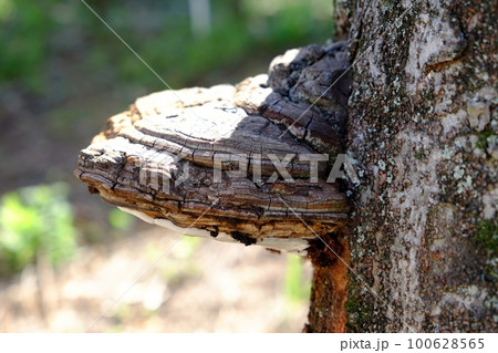 サルノコシカケ 100628565