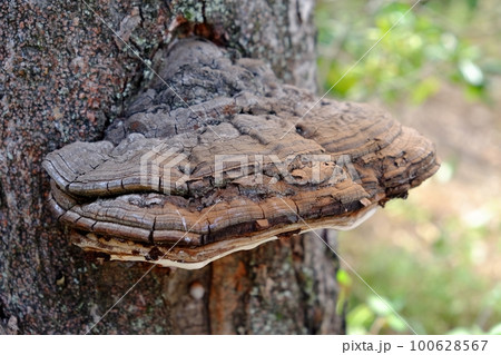 サルノコシカケ 100628567