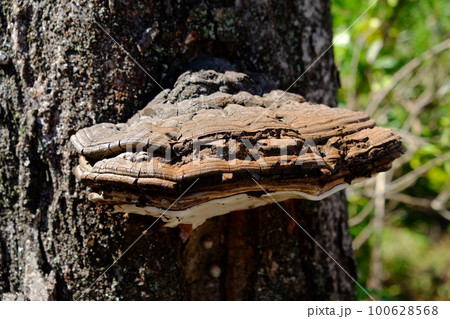 サルノコシカケ サルノコシカケ 100628568
