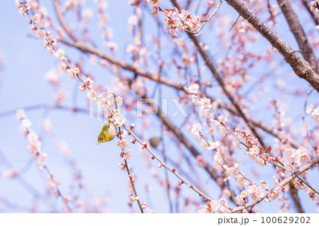 早春に咲くピンクの梅の花にとまる黄緑色のメジロ 100629202