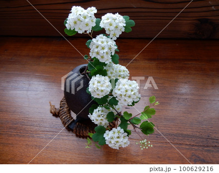 三つ手岩傘の花 100629216