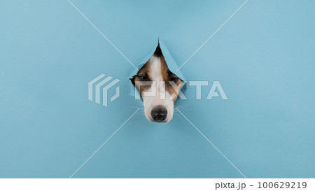 Dog nose from a hole in paper blue background. Copy space. Dog nose from a hole in paper blue background. Copy space. 100629219