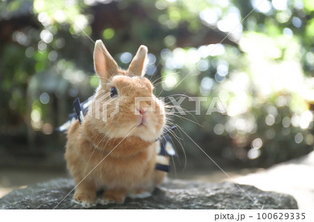 森の中のうさぎ 100629335