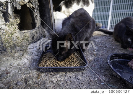 Cat eating fish on the street 100630427