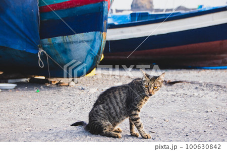 sicilian cat in aci trezza harbor 100630842