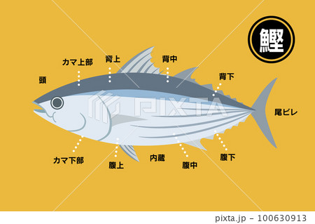 鰹の部位の図解イラスト【 Skipjack 】のイラスト素材 [100630913] - PIXTA