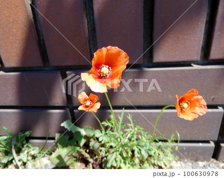 ナガミヒナゲシの花 100630978