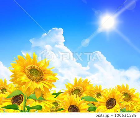 雲のある青空に太陽の下美しいひまわりが咲くひまわり畑の初夏フレーム