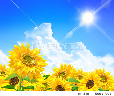 雲のある青空に太陽の下美しいひまわりが咲くひまわり畑の初夏フレーム背景素材 100631553