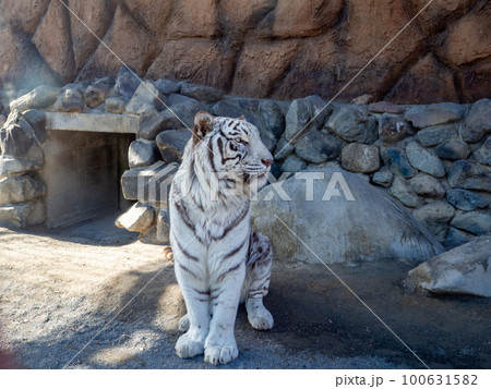 動物園のホワイトタイガー 動物園のホワイトタイガー 100631582