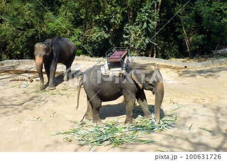 タイ_バンコク_象02 タイ_バンコク_象02 100631726
