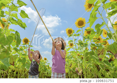 ひまわり畑で遊ぶ姉と弟 100631751