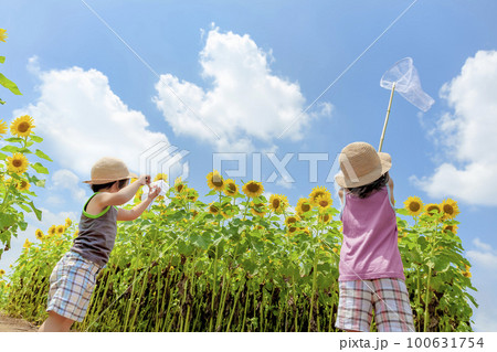 ひまわり畑で遊ぶ姉と弟の後ろ姿 100631754