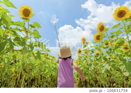 ひまわり畑で遊ぶ女の子の後ろ姿 100631756