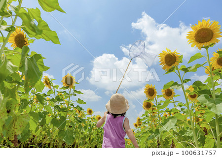 ひまわり畑で遊ぶ女の子の後ろ姿 100631757