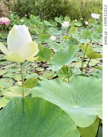 蓮の花の咲く池 100631812