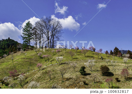 東京都　青梅市　吉野梅郷　梅まつりの復活 100632817