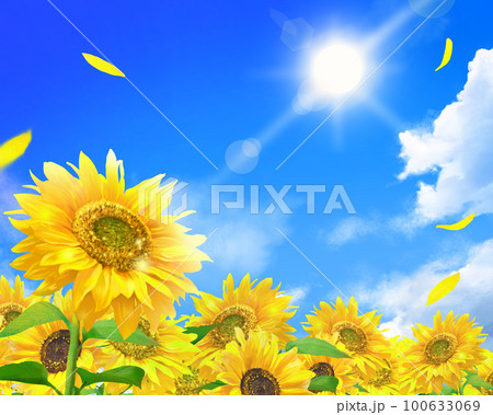 雲のある青空に輝く太陽の下美しいひまわりが咲くひまわり畑の初夏