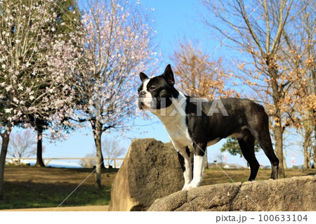 青空の鶴ヶ島市運動公園の岩の上で見つめるボストンテリアのマイティと木立の風景 100633104